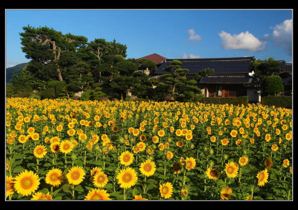 築地松景観保全対策推進協議会設立25周年記念 出雲平野の築地松